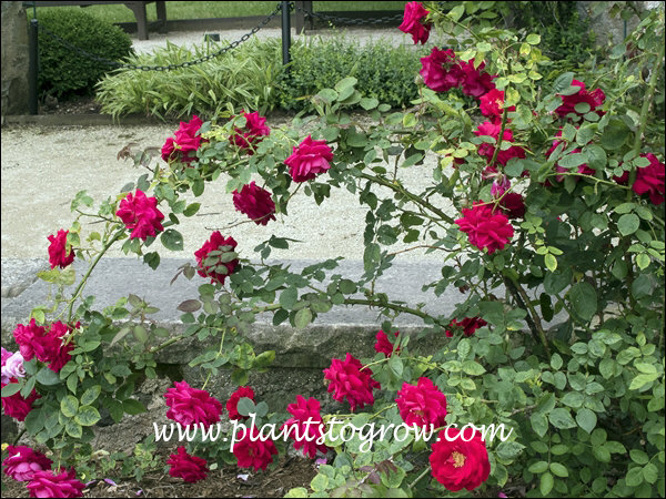 Ramblin Red is a double red rose vine.